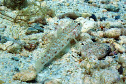 Perfect camoflage! by John Taylor 